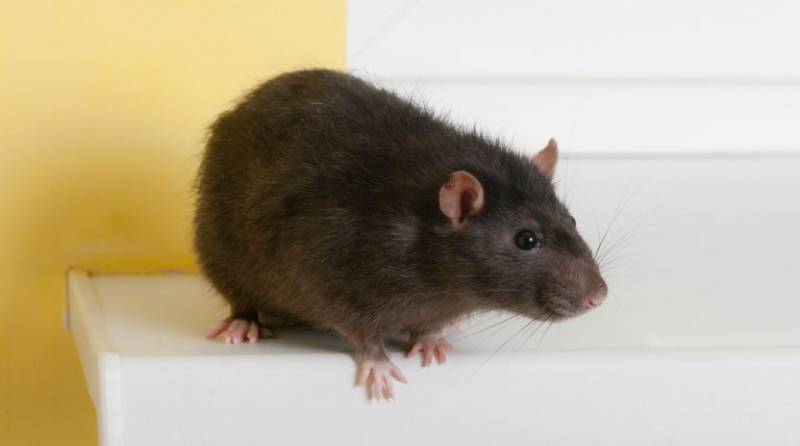 Faire appel à un dératisateur pour éradiquer les rats d'une cave de maison à Marseille